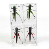 Grasshopper Magnets set 4 van 4 Pol's Potten